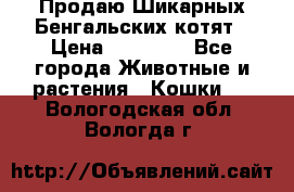 Продаю Шикарных Бенгальских котят › Цена ­ 17 000 - Все города Животные и растения » Кошки   . Вологодская обл.,Вологда г.